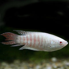 Macr.opercularis   Paradijs albino SM