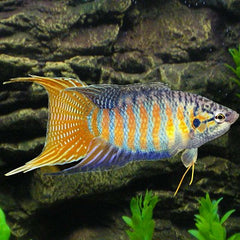 Macr.opercularis   Paradijsvis blauw M @
