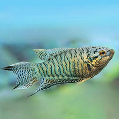 Macropodus opercularis Tiger