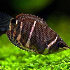 Spaerichthys osphr. Chocolade gourami L