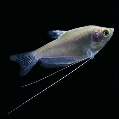 Trich.microlepis    Zilvergourami L @