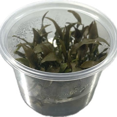 Cryptocoryne petchii pink 100 cc.