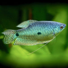 Trich.trichopterus   Blauwe spat L @