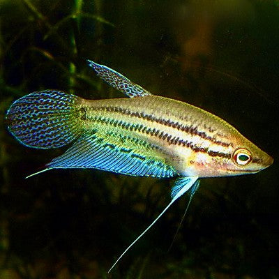 Trichopterus vittata Knorgourami