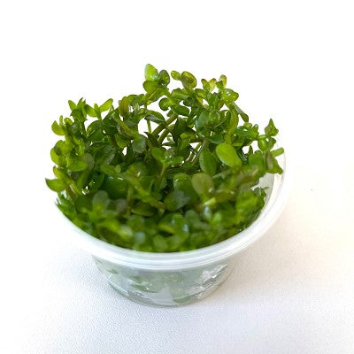 Bacopa caroliana in cup