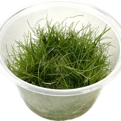 Lilaeopsis brasillensis cup 100 cc.