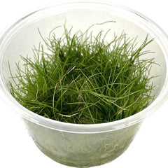 Eleocharis parvula cup 100 cc.