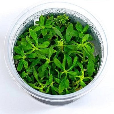 Limnophila hippuridoides cup 100 cc.