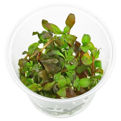 Lindernia rotundifolia cup 100 cc.