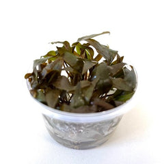 Cryptocoryne undulates in cup 100 cc.