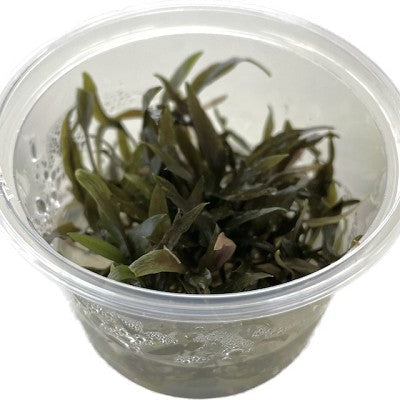 Cryptocoryne wendtii brown cup 100 cc.