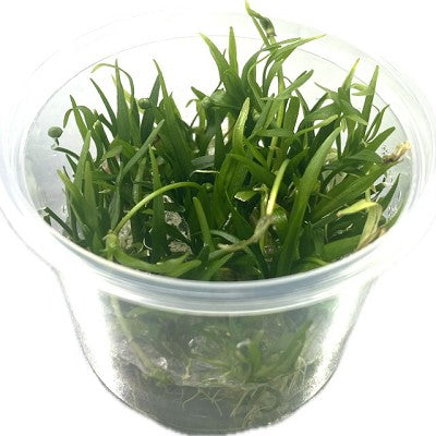 Echinodorus tenellus cup 100 cc.