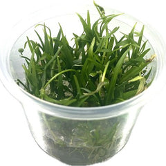 Echinodorus tenellus cup 100 cc.