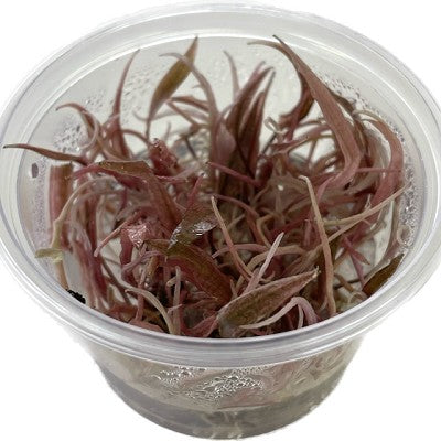 Cryptocoryne flamingo 100 cc.