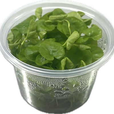 Nymphoides hydrophylla cup 100 cc.