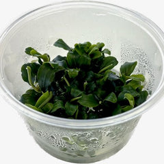 Bucephelandra sp.green cup 100 cc.