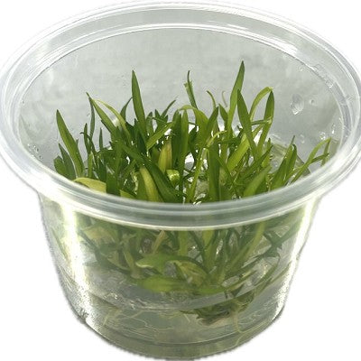 Cryptocoryne parva cup 100 cc.