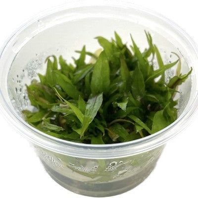 Cryptocoryne green gecko cup 100 cc.