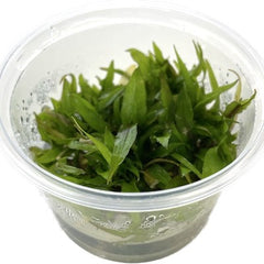 Cryptocoryne green gecko cup 100 cc.