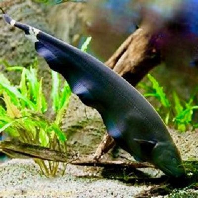 Apteronotus albifrons-Zwarte geest 7, cm