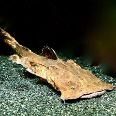 Chaca bankanensis   Kikkerbekvisje 15 cm