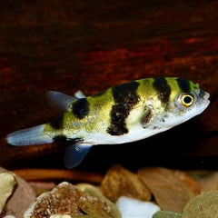 Colomesus asellus 7-8 cm