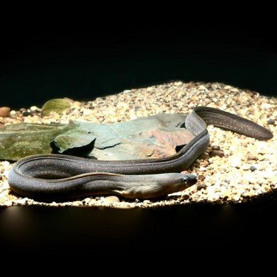 Gymnothorax tile   Zoetwater murene ML