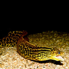 Gymnoth.polyuraodon  Luipaard murene @