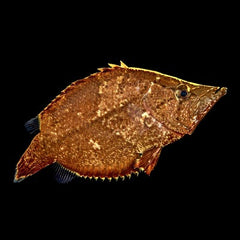 Monocirrhus polyacanthus   Bladvis 6-8