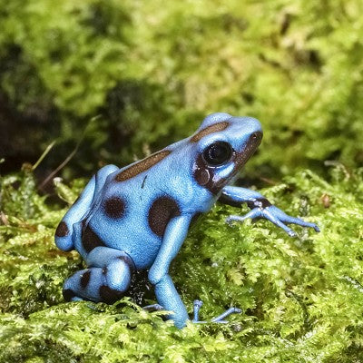 Dartfrog El Cope