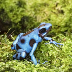 Dartfrog El Cope