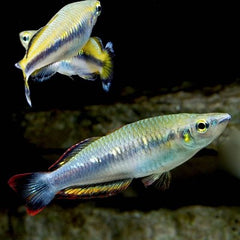 Bedotia geayi   Madagascar regenboog L @
