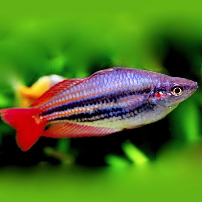 Melanotaenia australis super red M