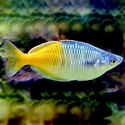 Melanot.boesemani Regenboogzalm M