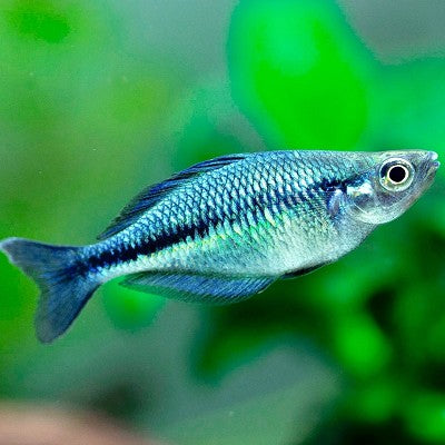 Melanotaenia lacustris   Regenboogvis M@