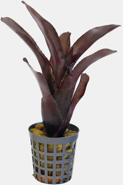 PT-NEOREGELIA AMAZON