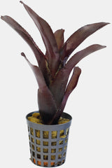 PT-NEOREGELIA AMAZON