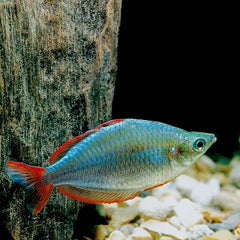 Melanot.praecox   Regenboog diamant M
