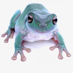 Sandfire Blue White's Treefrog