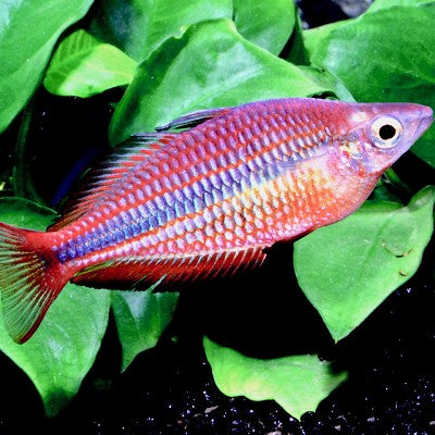 Melanot.trifasciata   Regenboogzalm L