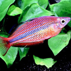 Melanot.trifasciata   Regenboogzalm L