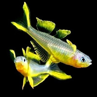 Pseudomugil furcatus  Regenboogzalm M #