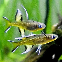 Pseudomugil signifer Regenboogzalm M
