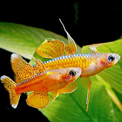 Pseudomugil paskai / luminatus M