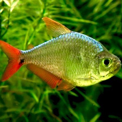 Astyanax sp.   Colombia tetra 3 cm.