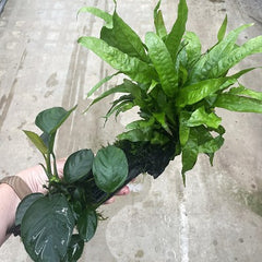 Driftwood large met 3 planten