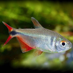 Hemigr.caudovittatus    Ruitvlekzalm L