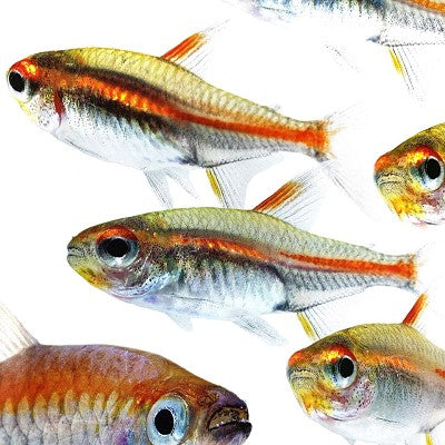 Hemigr.gracilis   Vuurneon M
