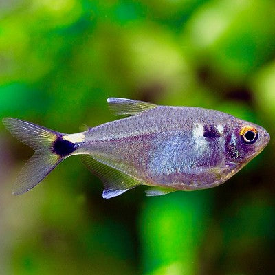 Hemigr.ocellifer   Lantaarndrager M @