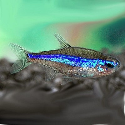 Paracheirodon simulans   Blauwe neon M @